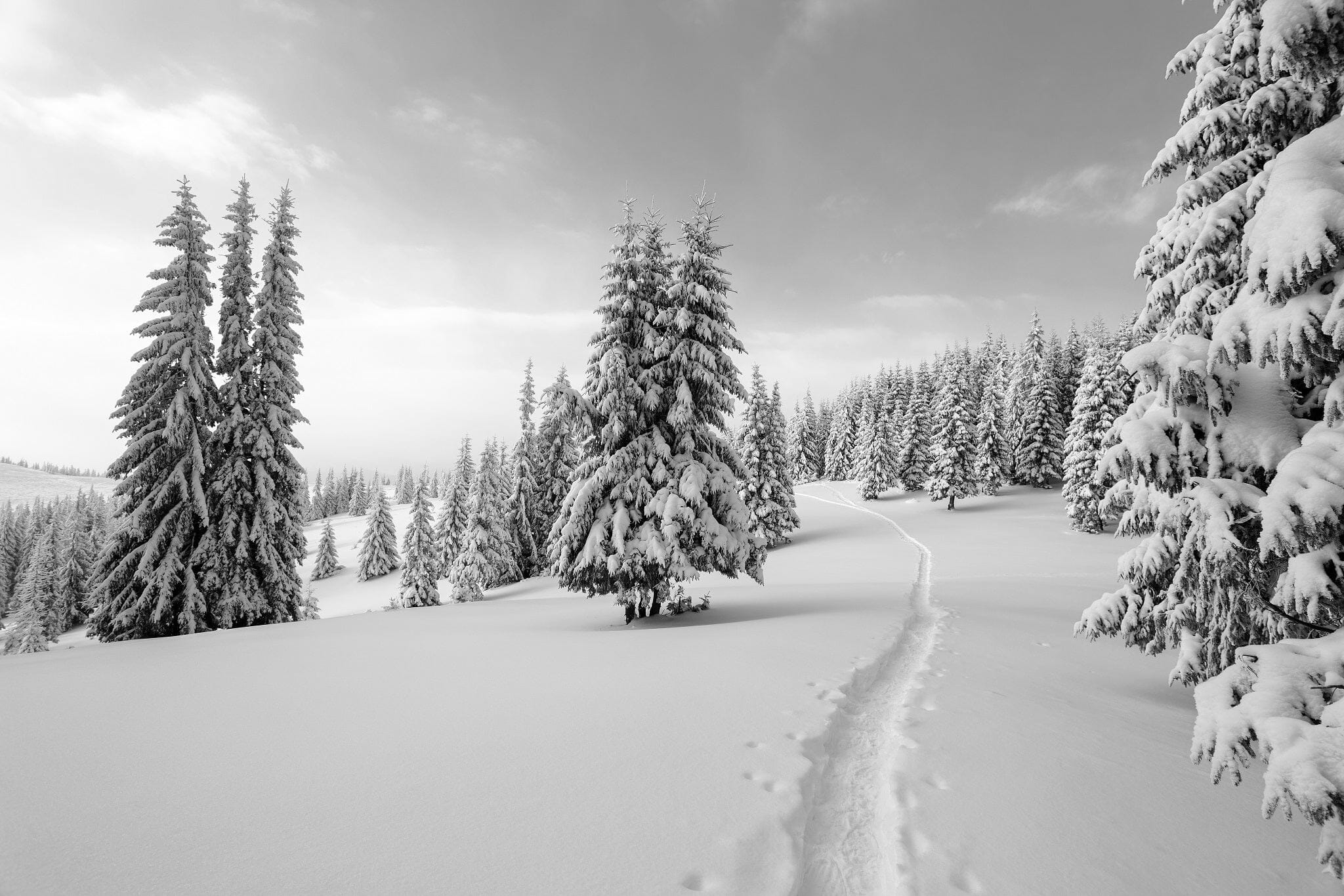 Black and white snowy path winding through a covered winter forest – Peel and Stick Wall Murals