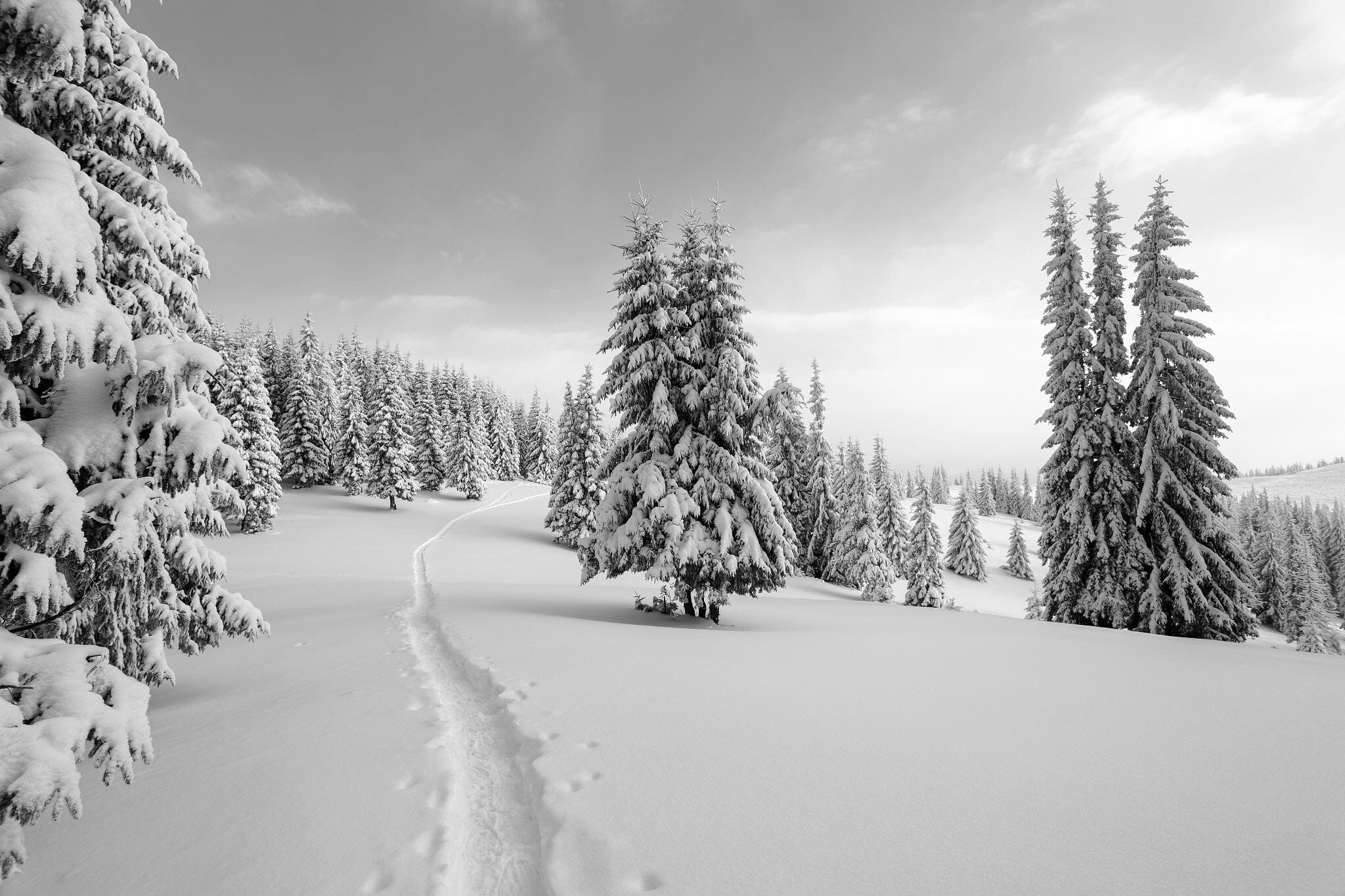 Monochrome snow-covered path cutting through a winter forest – Peel and Stick Wall Murals