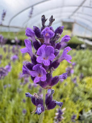 Lavandula angustifolia 'Baby Blue' Lavender