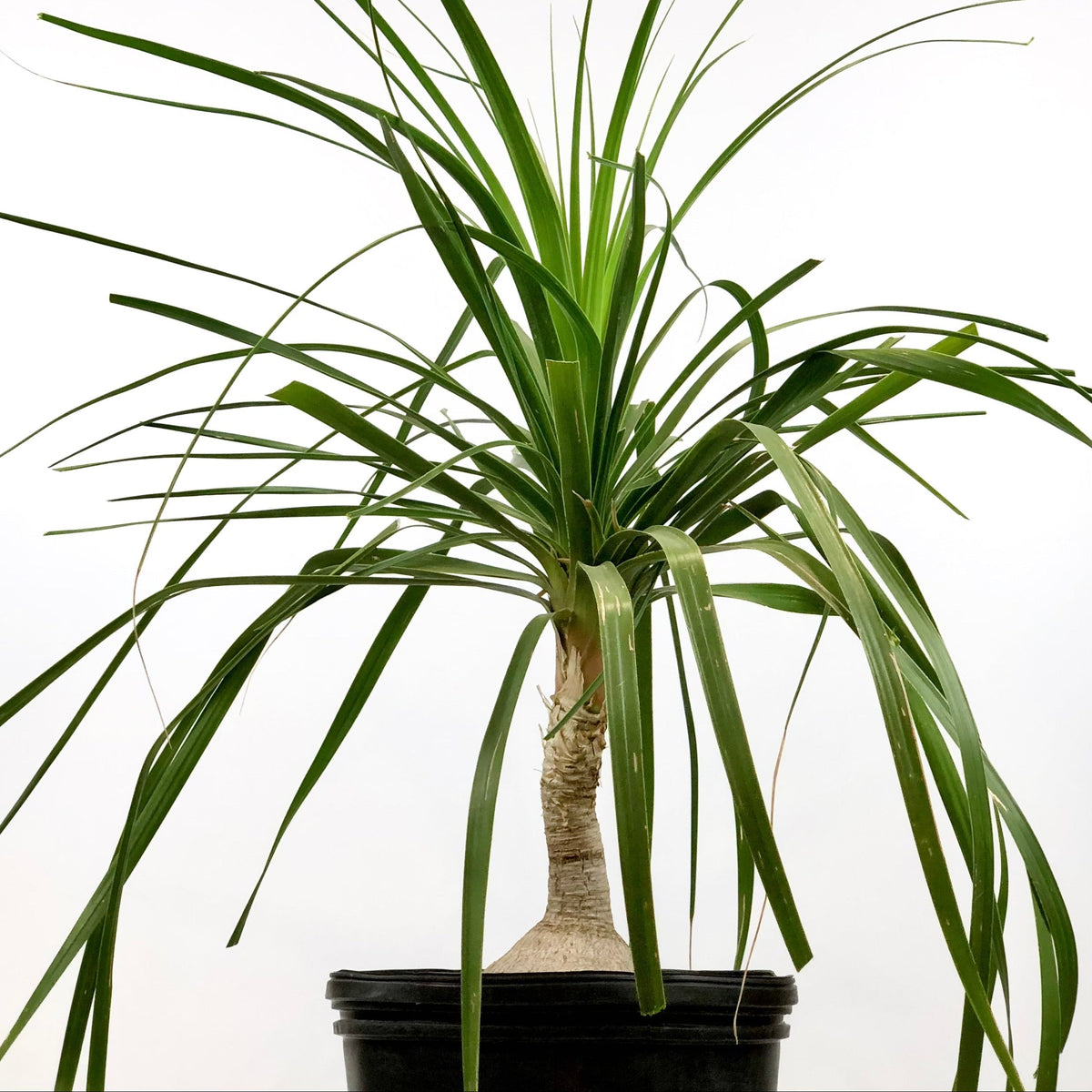 Ponytail palm (Beaucarnea recurvata) with long, bright green strap-like leaves draping from a smooth, caudex base, potted in a black container.