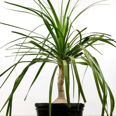 Ponytail palm (Beaucarnea recurvata) with long, bright green strap-like leaves draping from a smooth, caudex base, potted in a black container.