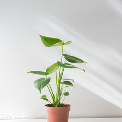 Monstera Ginny