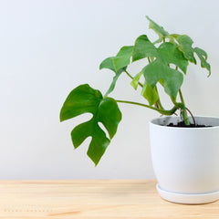 Monstera Ginny