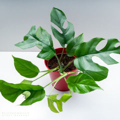 Monstera Ginny