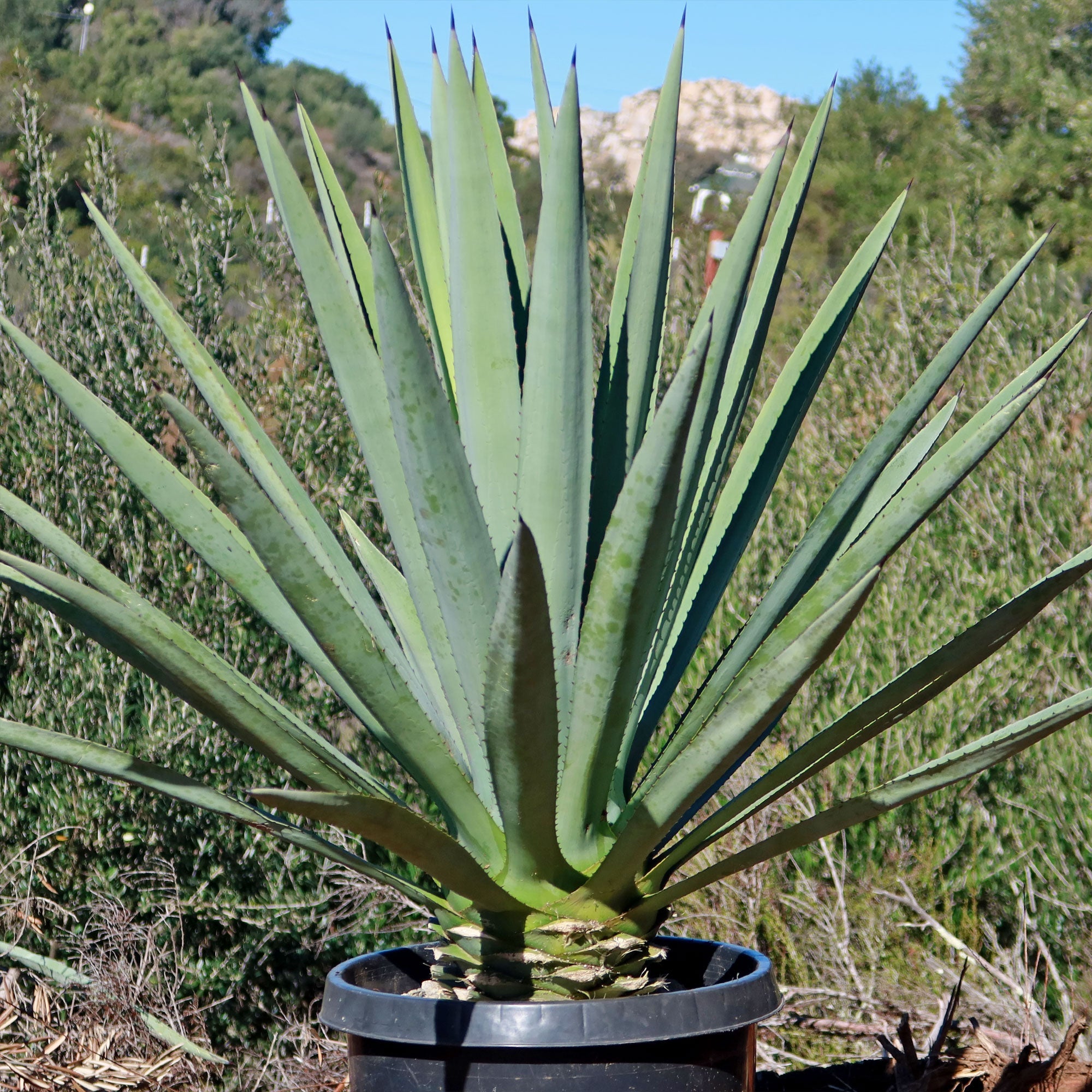 Large Blue Agave Tequilana 'Tequila Plant' with long green leaves in a black pot outdoors, surrounded by greenery and rocky hills.