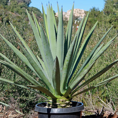 Large Blue Agave Tequilana 'Tequila Plant' with long green leaves in a black pot outdoors, surrounded by greenery and rocky hills.