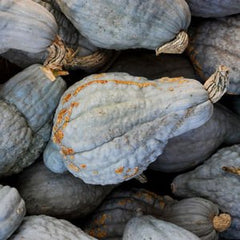 Squash - Blue Hubbard