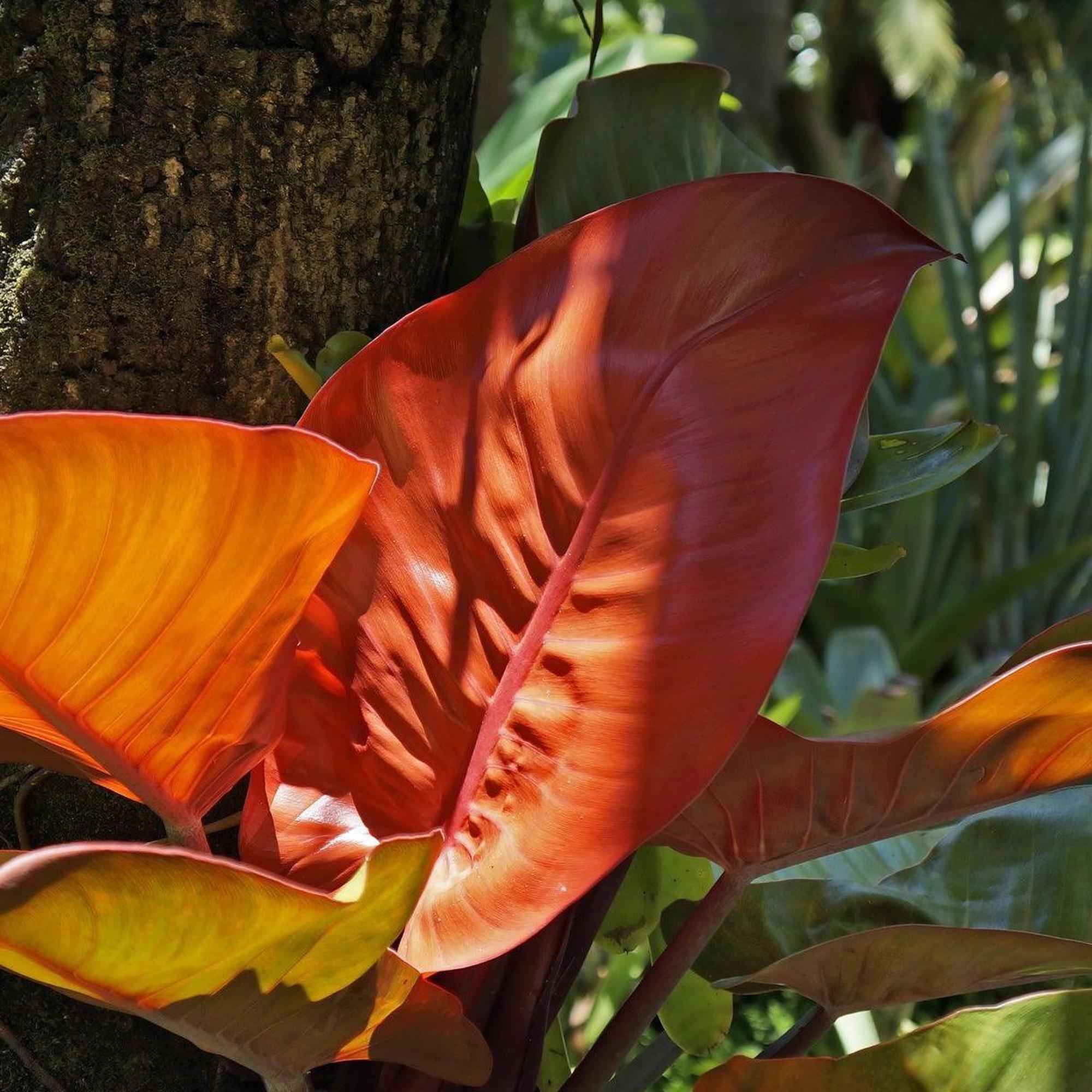 Blushing Philodendron - Philodendron erubescens features large, vibrant red and orange leaves. An eye-catching, air-purifying plant ideal for bright indoor spaces or adding a tropical touch next to a tree trunk outdoors.