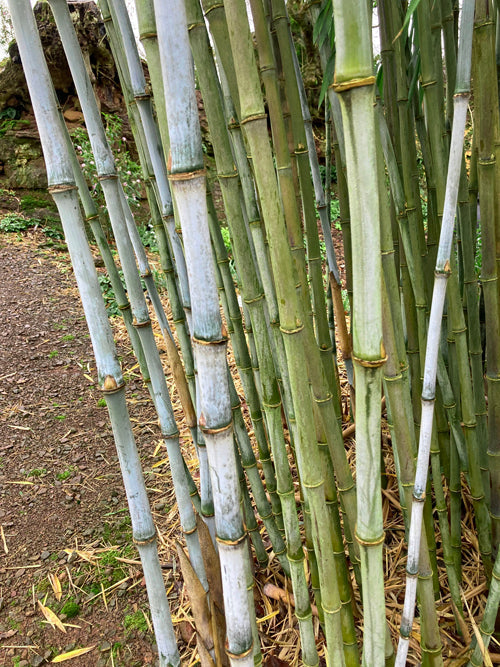 BORINDA PAPYRIFERA