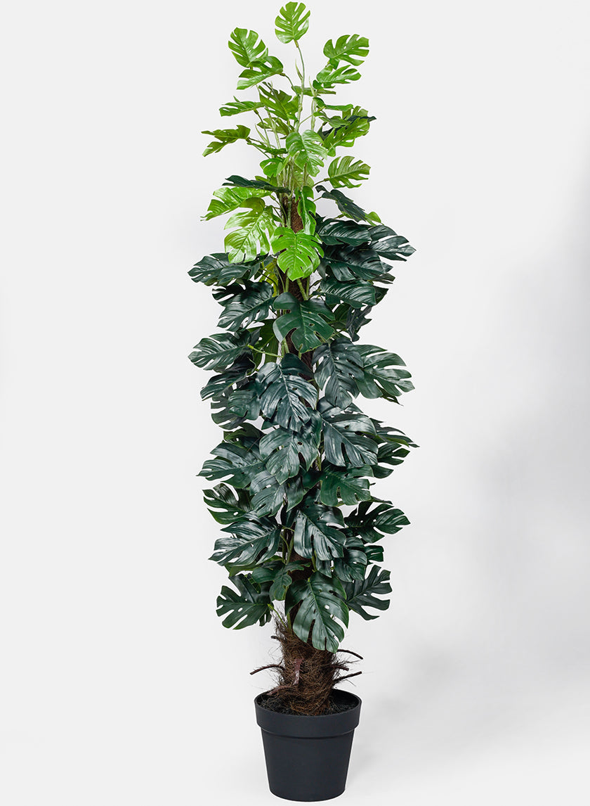 55in Tall Monstera Plant Decor Jamali Garden