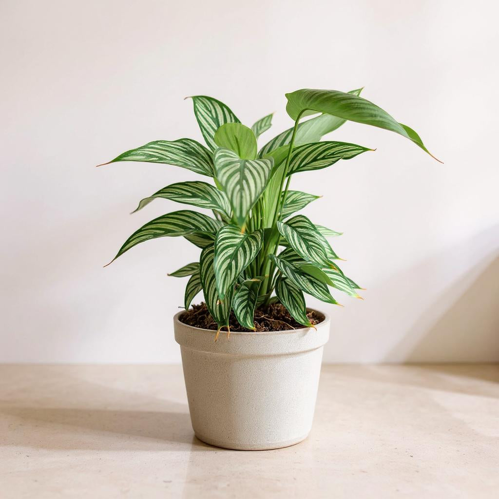 Calathea Vittata Prayer Plant - Pet Safe Non-Toxic Air Purifying Houseplant
