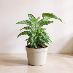 Calathea Vittata Prayer Plant - Pet Safe Non-Toxic Air Purifying Houseplant