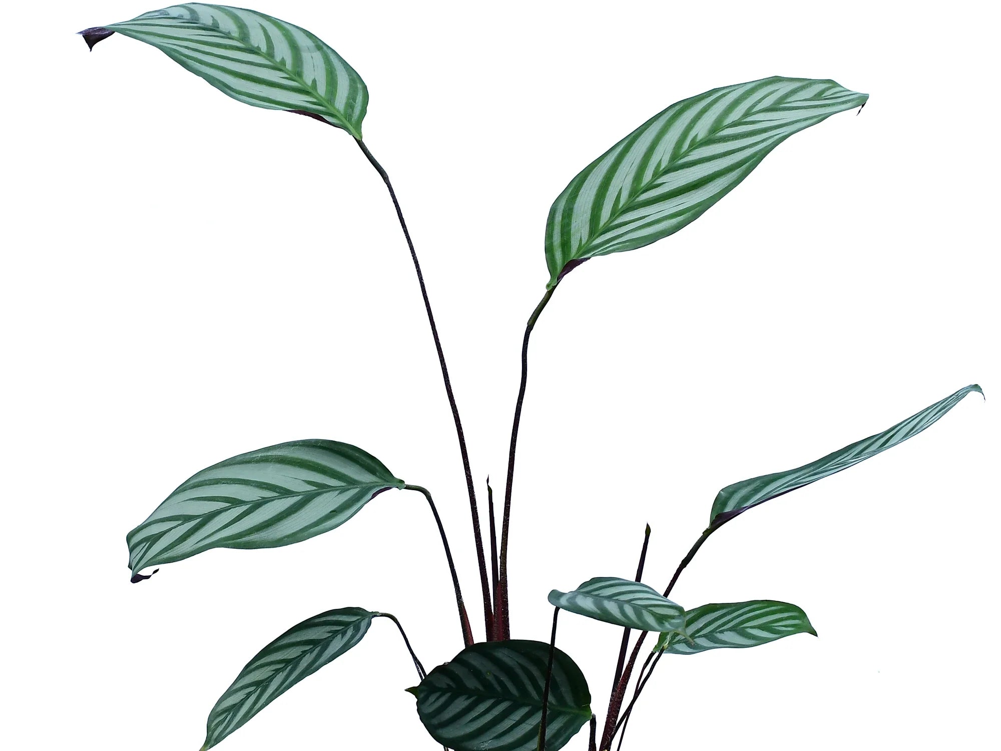 Calathea Bengal Tiger