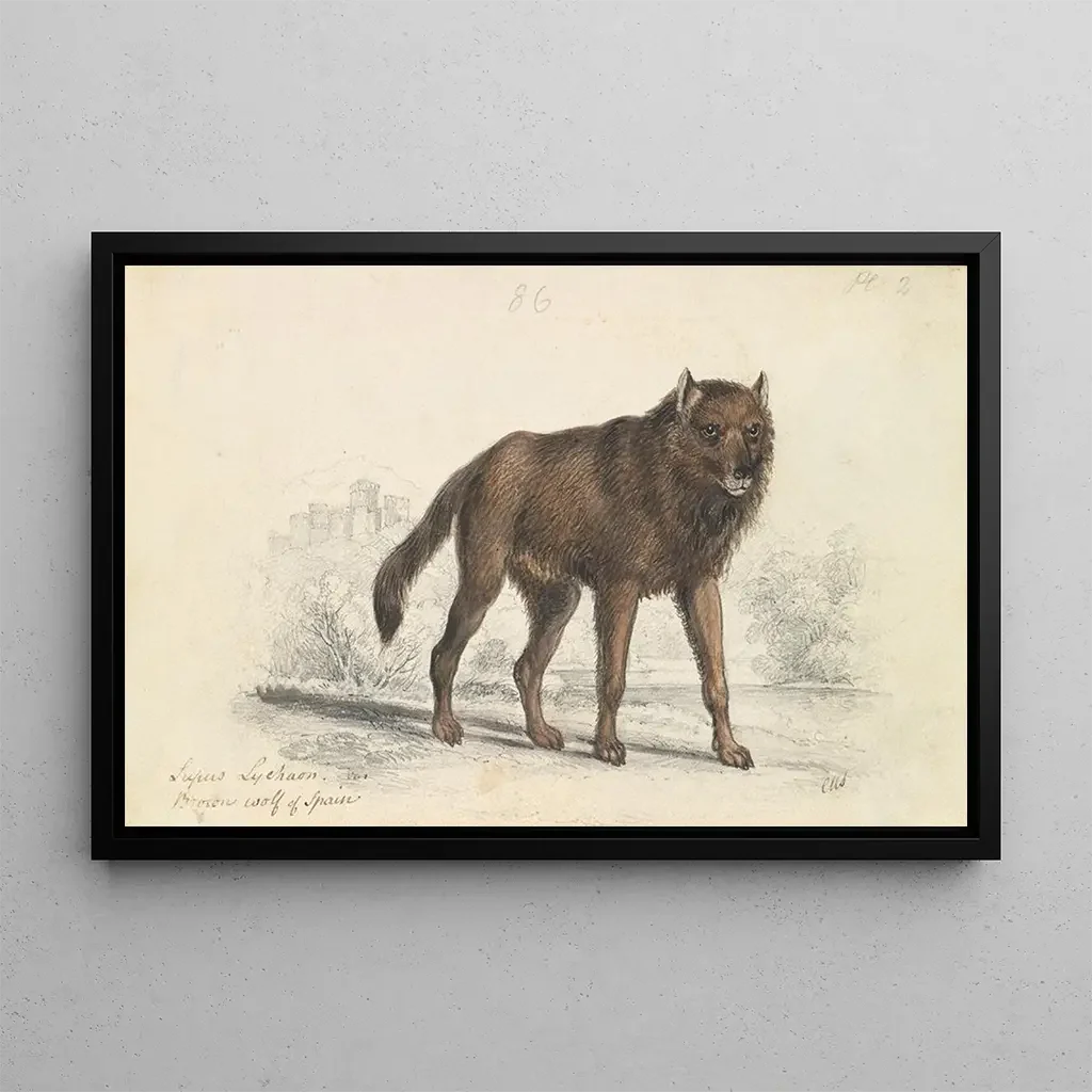 Charles Hamilton Smith - The Black Wolf.webp