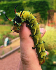 Live butterflies and moths for sale online UK. Buy eggs, caterpillars, pupae, and cocoons. Watch the lifecycle unfold with insects to rear at home!