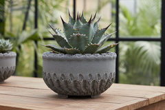 Peety Pots by Pablo