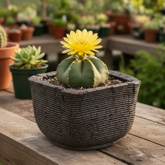 Peety Pots by Pablo
