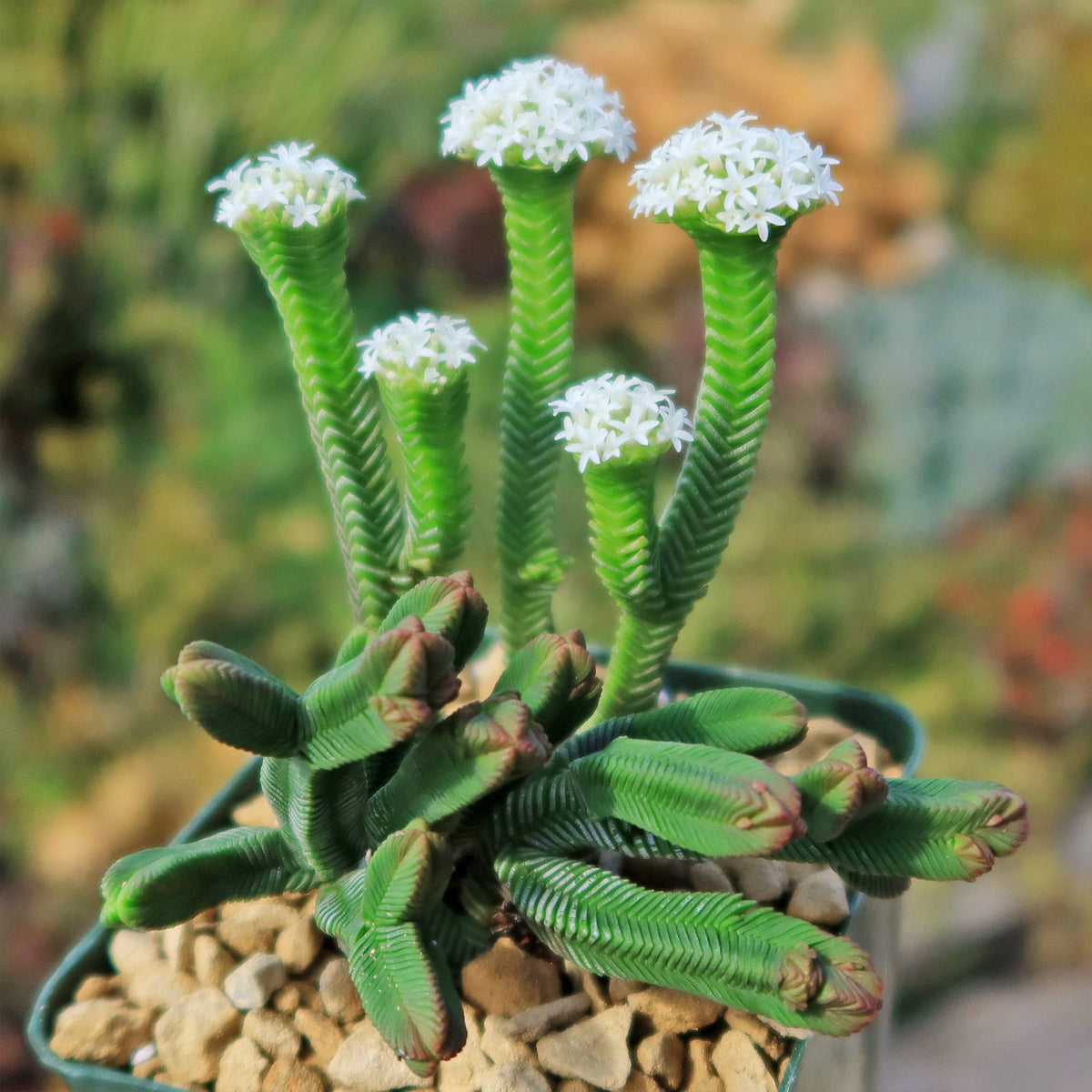 A Pagoda Mini Jade ‘Crassula pyramidalis’ with green ridged stems and white flowers grows in a pebble-filled pot, succulents behind.