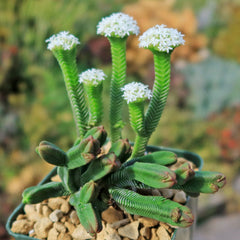A Pagoda Mini Jade ‘Crassula pyramidalis’ with green ridged stems and white flowers grows in a pebble-filled pot, succulents behind.