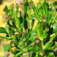 Close-up of Crassula ovata Gollum Jade succulent with green tubular leaves tipped in red, shown against a softly blurred background.