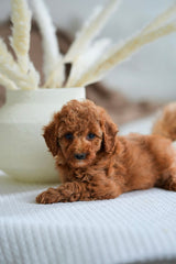 Toy Poodles