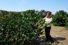 Brazil - Patricia Coelho Special Prep Espresso