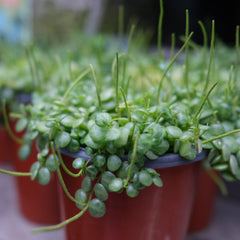 Peperomia prostrata - String of Turtles