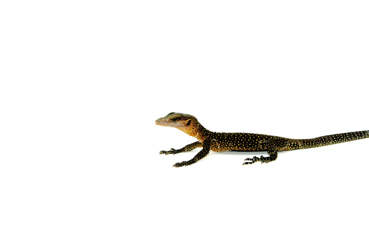 Peachthroat Monitor (Varanus jobiensis)