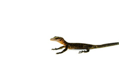 Peachthroat Monitor (Varanus jobiensis)