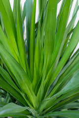 Close up of Dracaena Arborea leaves ©Sprout Home