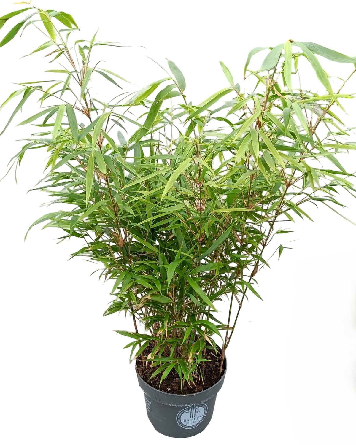 Gartenbambus – Fargesia robusta 'Campbell'