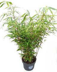 Gartenbambus – Fargesia robusta 'Campbell'