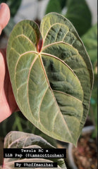 Anthurium (Tezula Red Crystal x Pap LLB) x RVDP