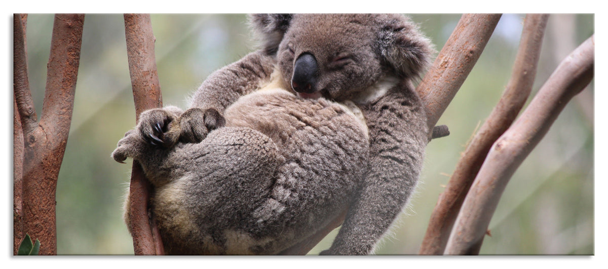 Schlafender Koala in Astgabelung, Glasbild Panorama