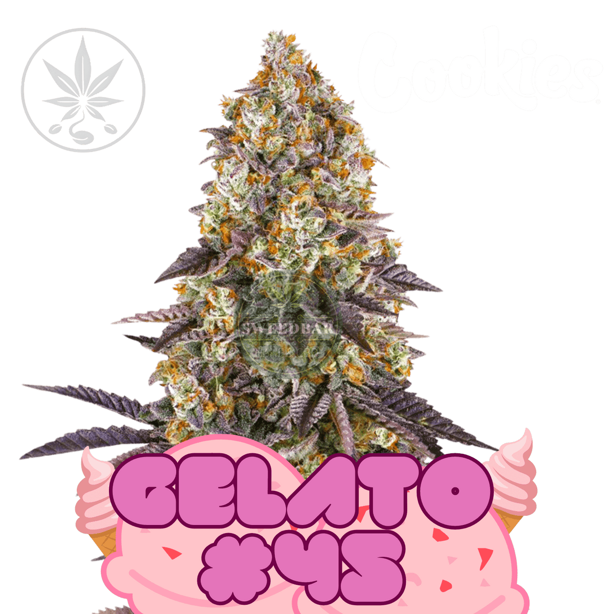 Gelato #45 - Cookie Fam Genetics
