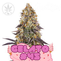 Gelato #45 - Cookie Fam Genetics