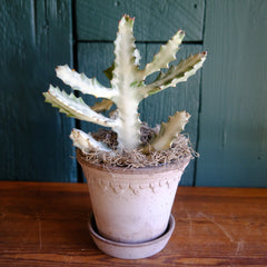 Ghost Cactus