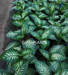 Dieffenbachia Amoena Plant (in polybag)
