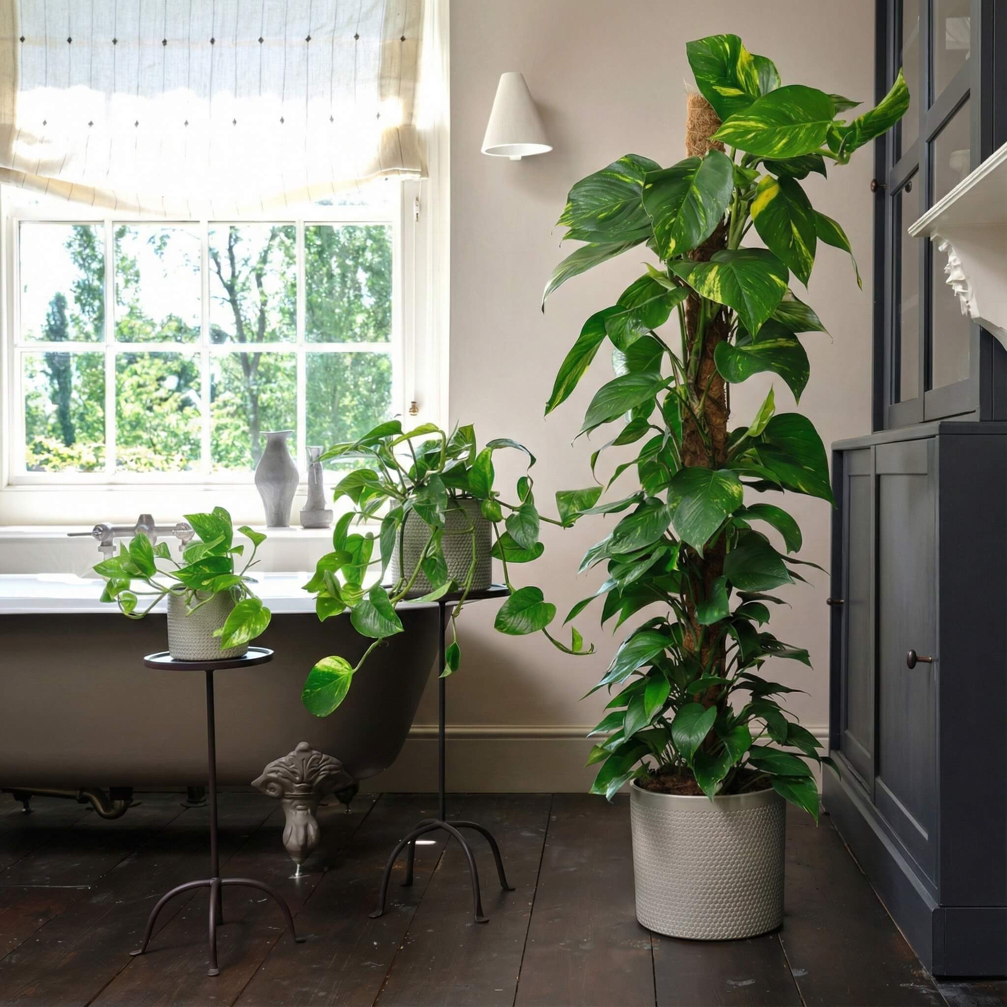 Golden Pothos
