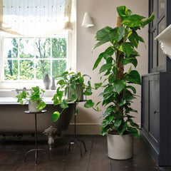 Golden Pothos