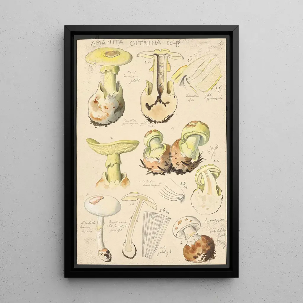 Hans Walty - Amanita citrina Schff.webp