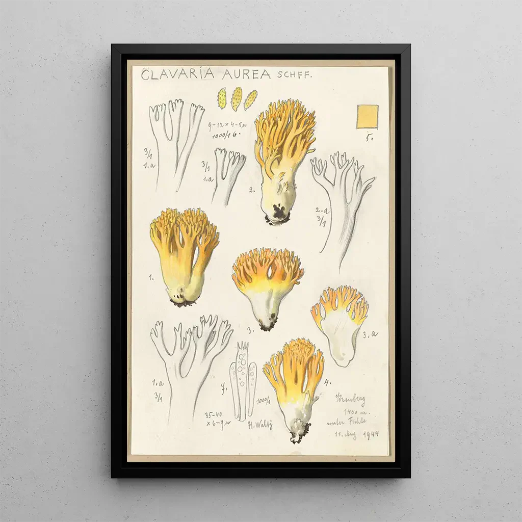 Hans Walty - Clavaria aurea Schff.webp