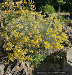 Helichrysum italicum 'Miel et Curry', Curry Plant