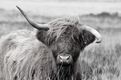Inductiebeschermer - Highland Cow