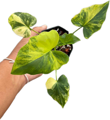 Thaumatophyllum Bipinnatifidum Variegated, Philodendron Selloum Variegated