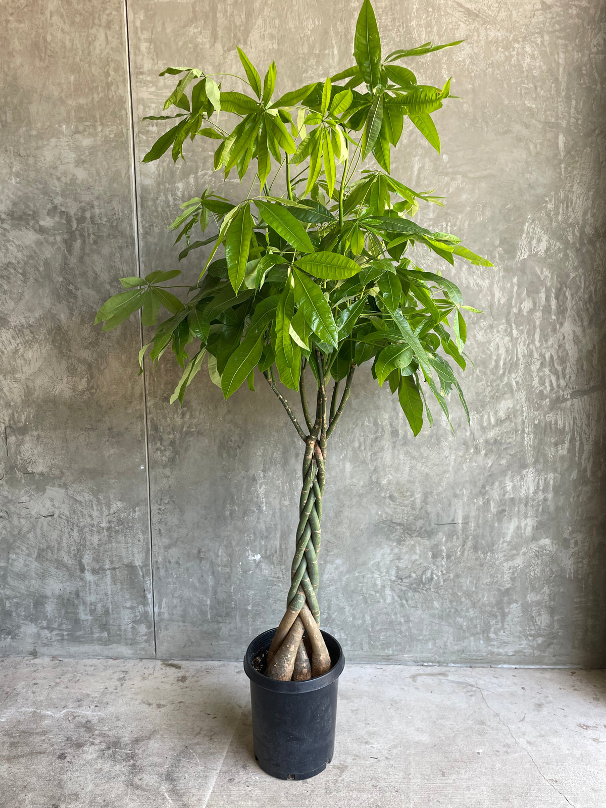 Money Tree
