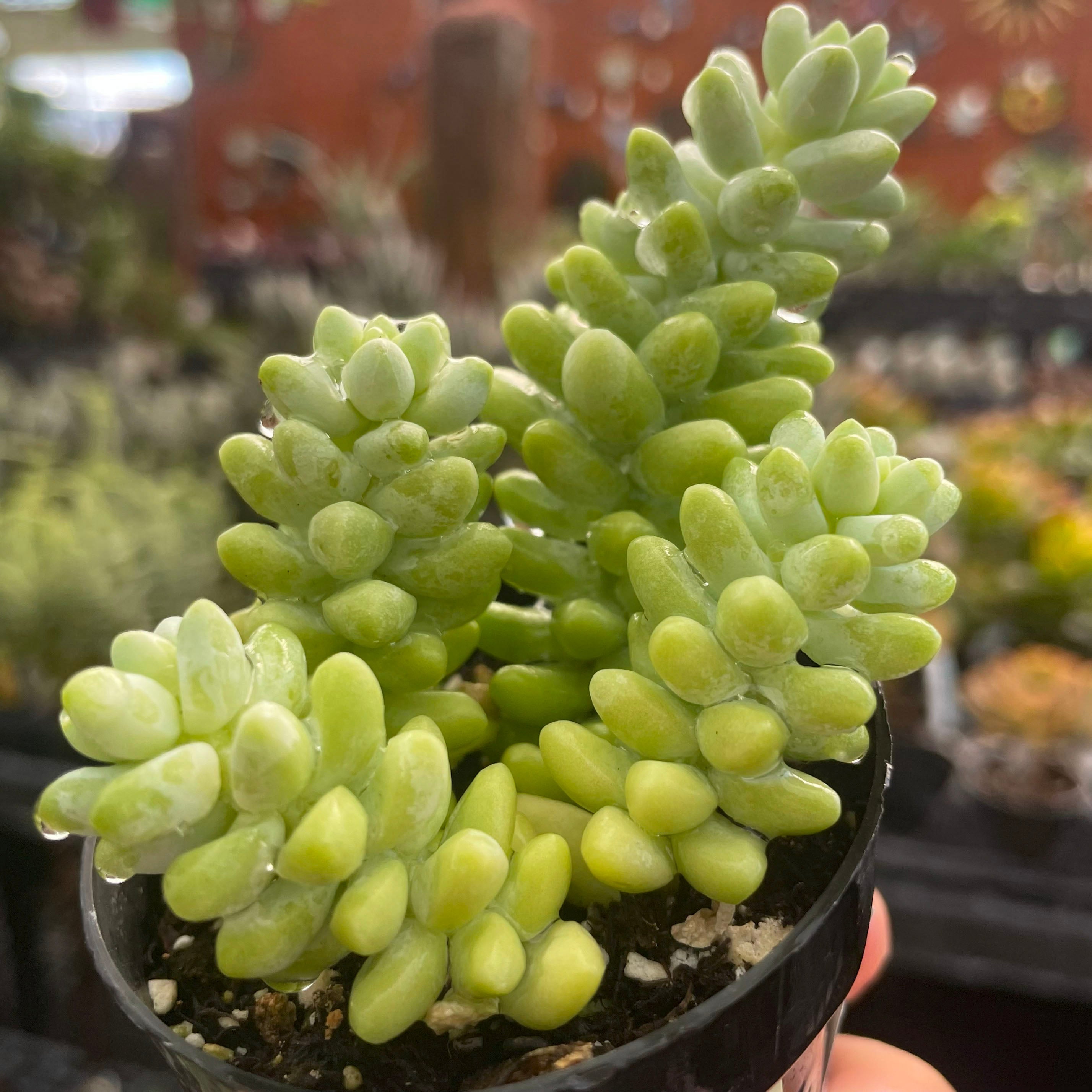 Sedum 'Burrito'