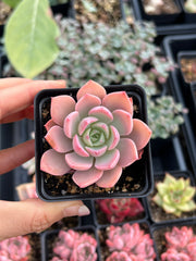 Echeveria Pretty in Pink Little Fairy - April Farm/Rare Succulents