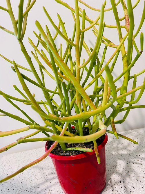 Euphorbia Stenoclada
