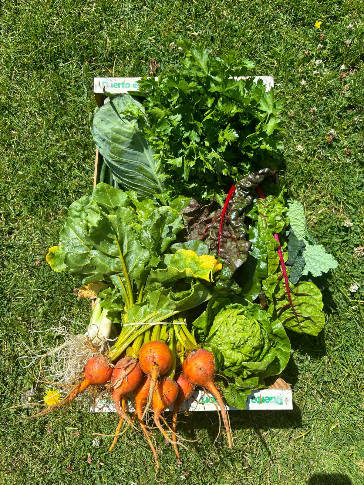 CSA Veg Box - Summer (12 weeks)
